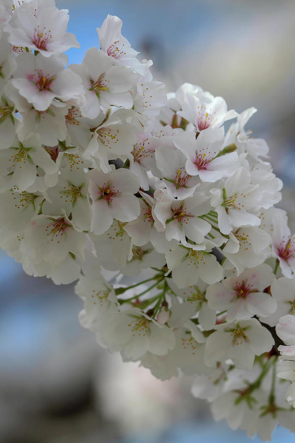 White Cherry Blossom 6 Photograph by Mary Anne Delgado