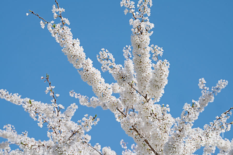 White Cherry Blossoms Photograph