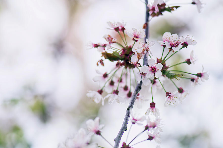 White Cherry Blossom - Sakura Photograph By Ashira Vision - Fine Art 