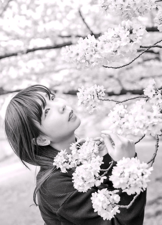White Cherry Blossom Photograph by Yasutoshi Honjo
