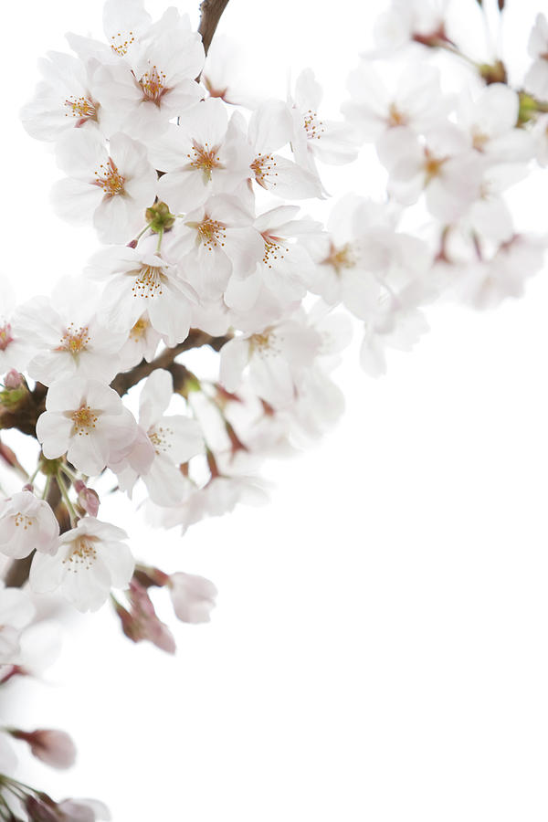 White Cherry Blossoms Photograph by Ooyoo
