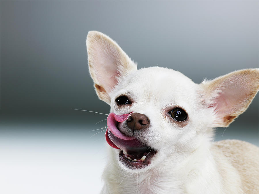 Chihuahua Photograph - White Chihuahua Licking Lips, Close-up by Thomas Barwick