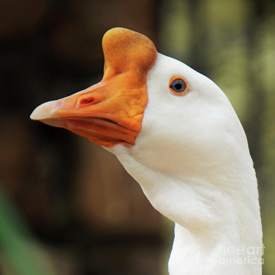 White Chinese Swan Goose Photograph by Karen Beasley