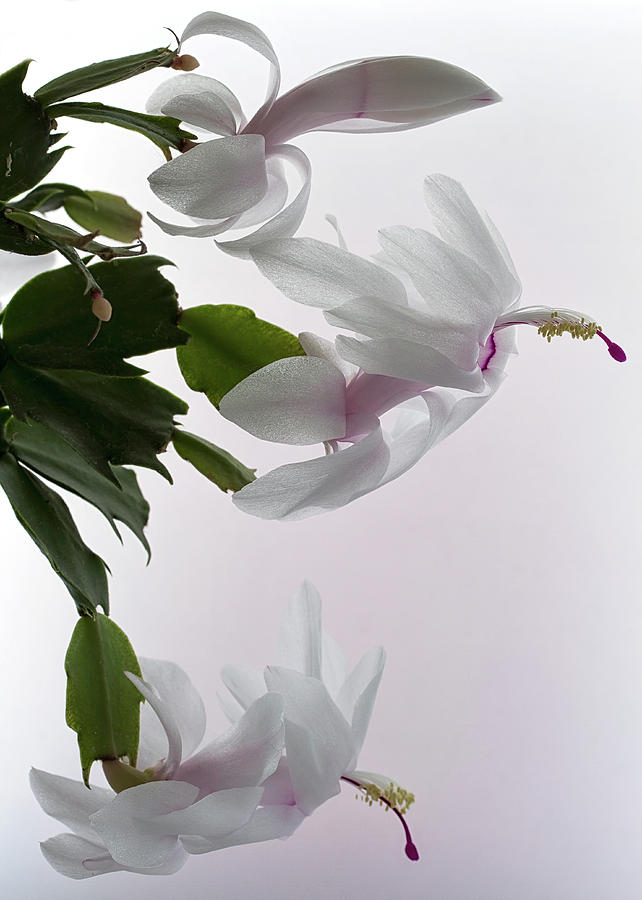 White Christmas cactus Photograph by Shirley Mitchell