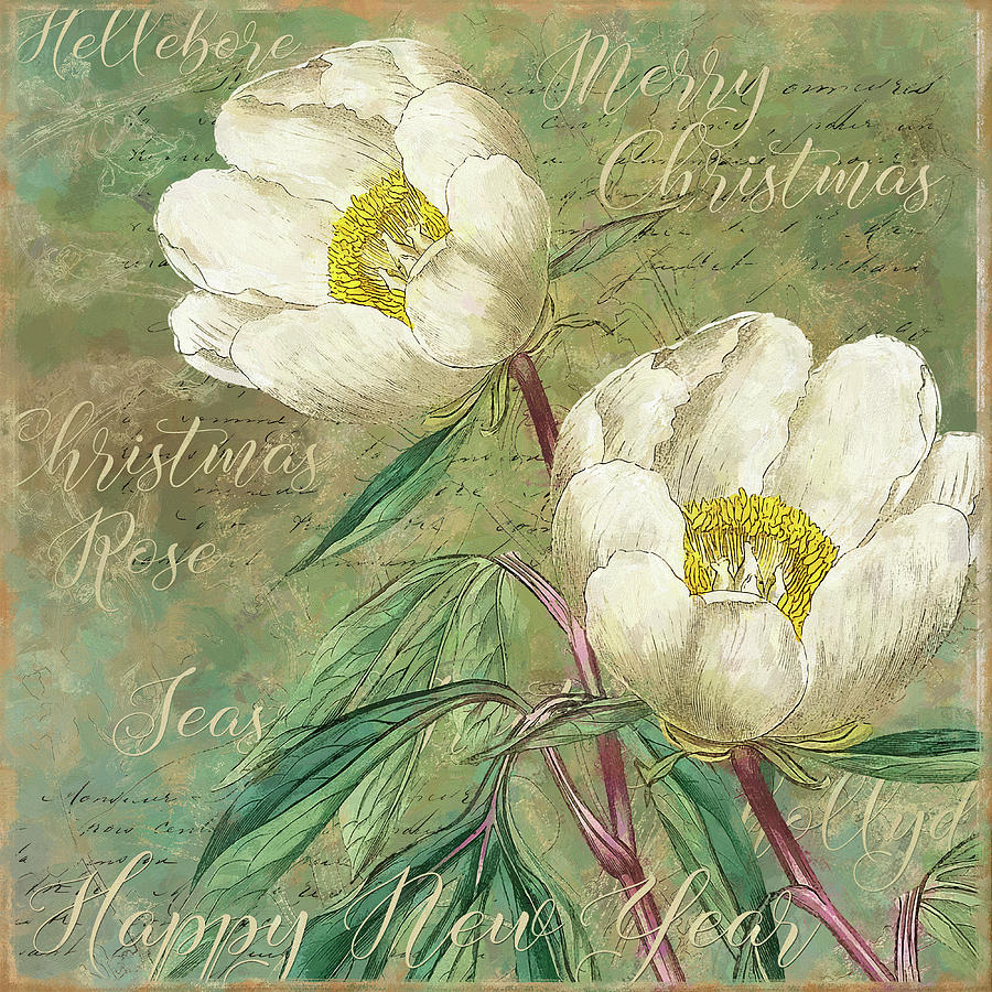 Christmas Photograph - White Christmas Roses by Cora Niele
