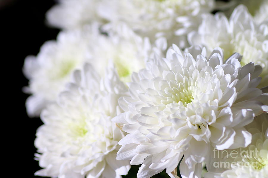 White Chrysanthemum Flower Photograph By Gregory Dubus
