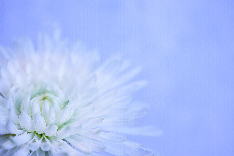 Flower Photograph - White Chrysanthemum by Sandi Kroll