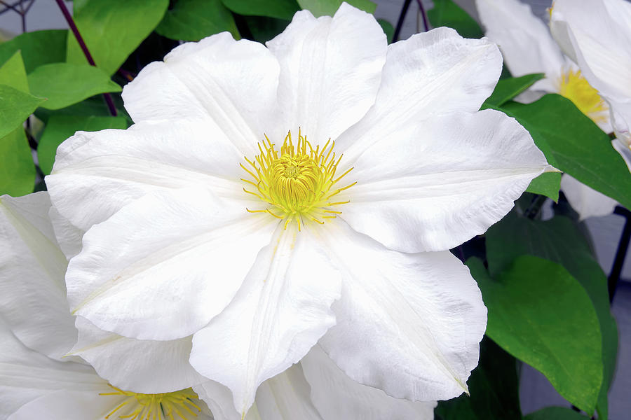 White Clematis Flower Photograph by Sharon Talson