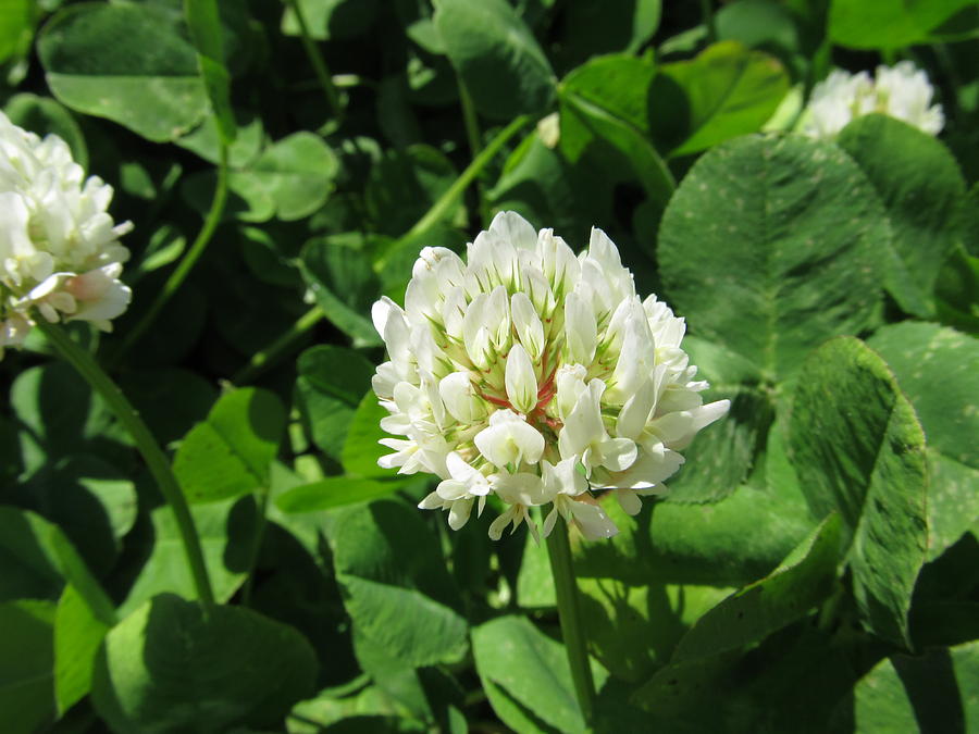 White Clover - #5933 Photograph by StormBringer Photography