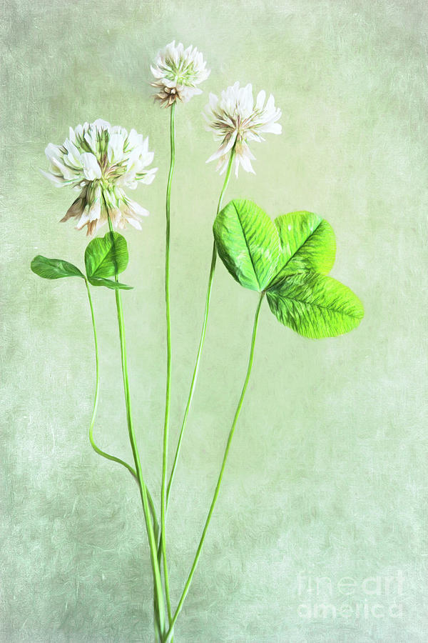 Clover Photograph - White Clover  by Onelia PGPhotography