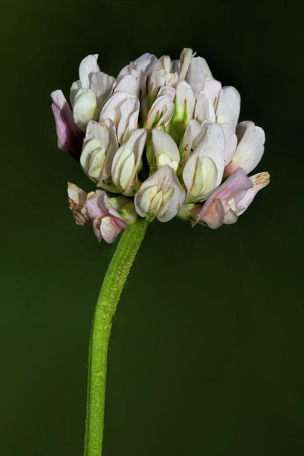 White clover  Photograph by Steev Stamford