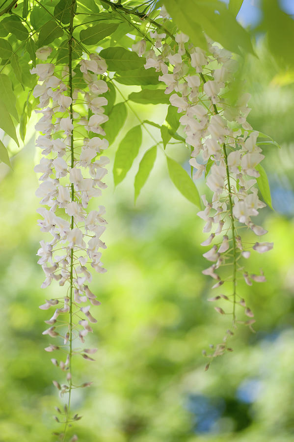 White Clusters of Flowering Wisteria Photograph by Jenny Rainbow