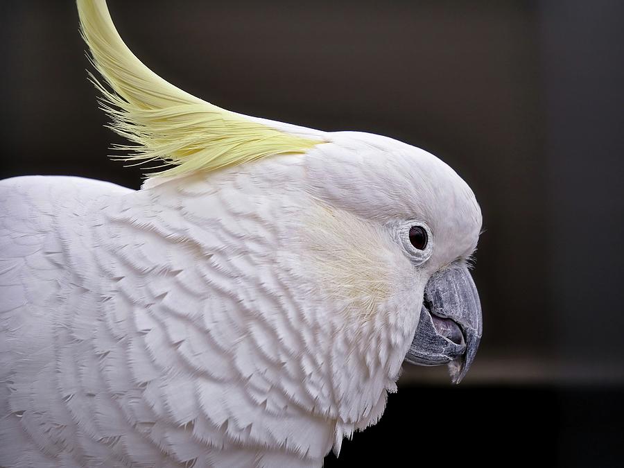 White cockatoo Photograph by Martin Smith