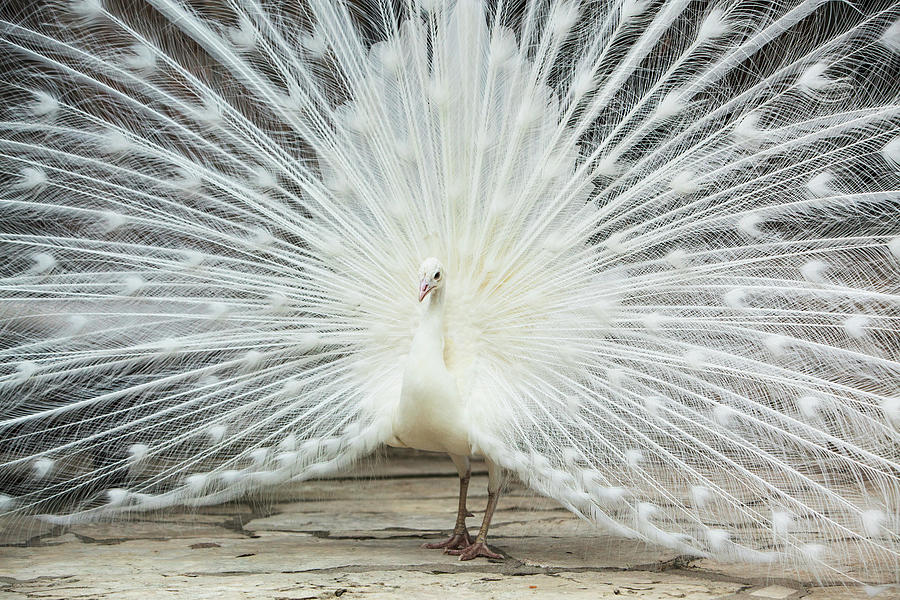 White Colored Peacock Photograph by Peter Tsai Photography - Www.petertsaiphotography.com
