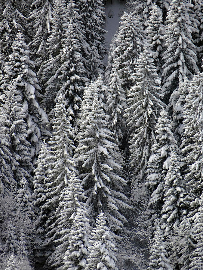 White conifer forest, on hillside Photograph by Steve Estvanik