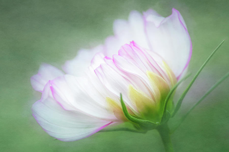 Flower Photograph - White Cosmos by Cyndy Doty