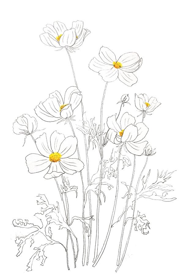 Download White Cosmos Flowers Ink And Watercolor Painting by Color ...