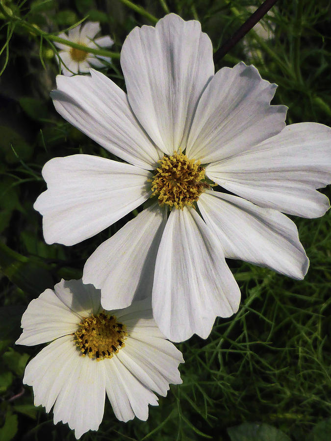 White Cosmos Flowers Photograph