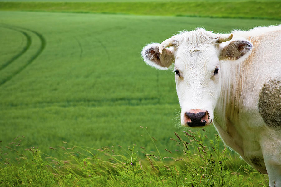 White Cow In Green Field Photograph by Opla