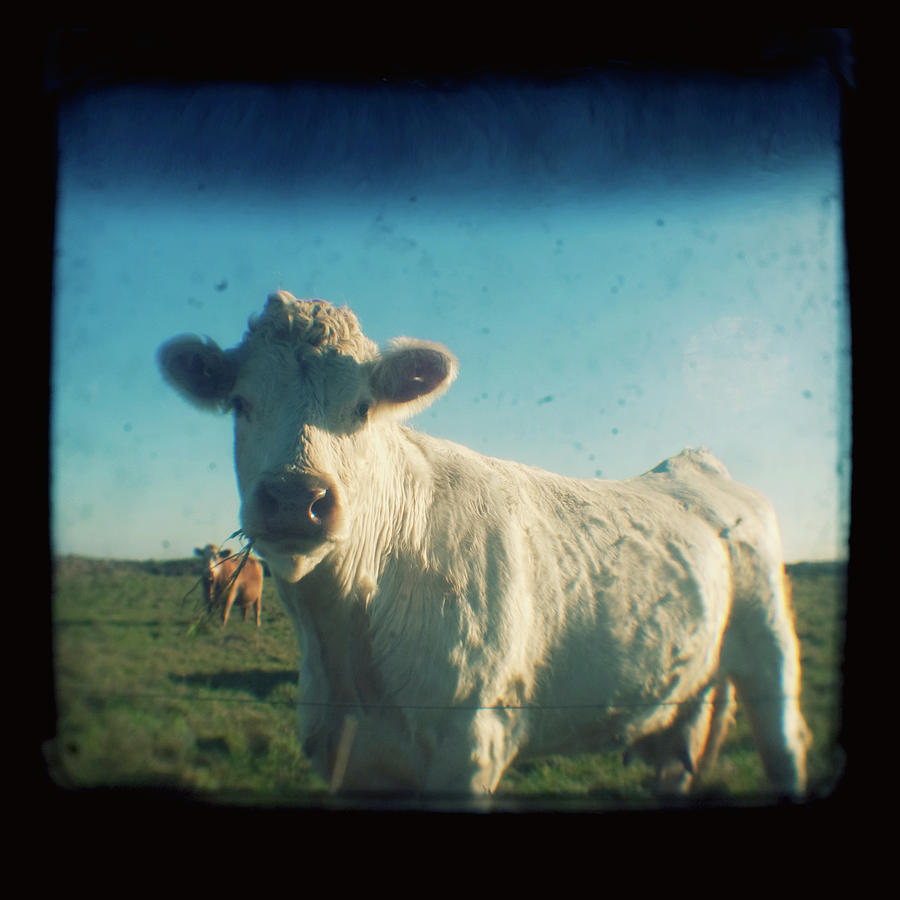 Cow Photograph - White Cow by Jo Bradford / Green Island Art Studios