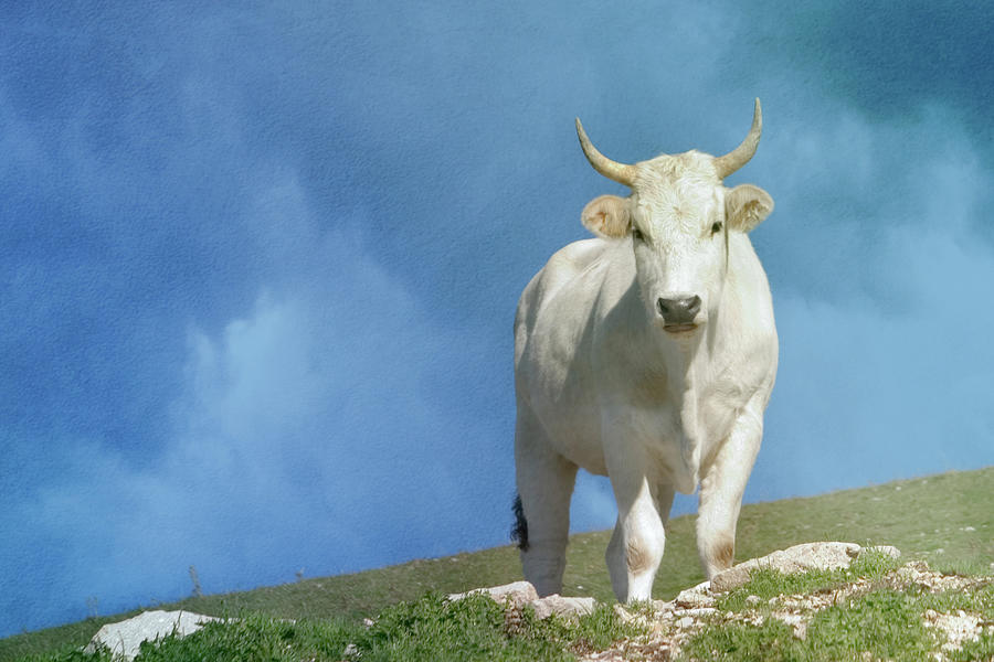 White Cow On A Hill Photograph by Christiana Stawski