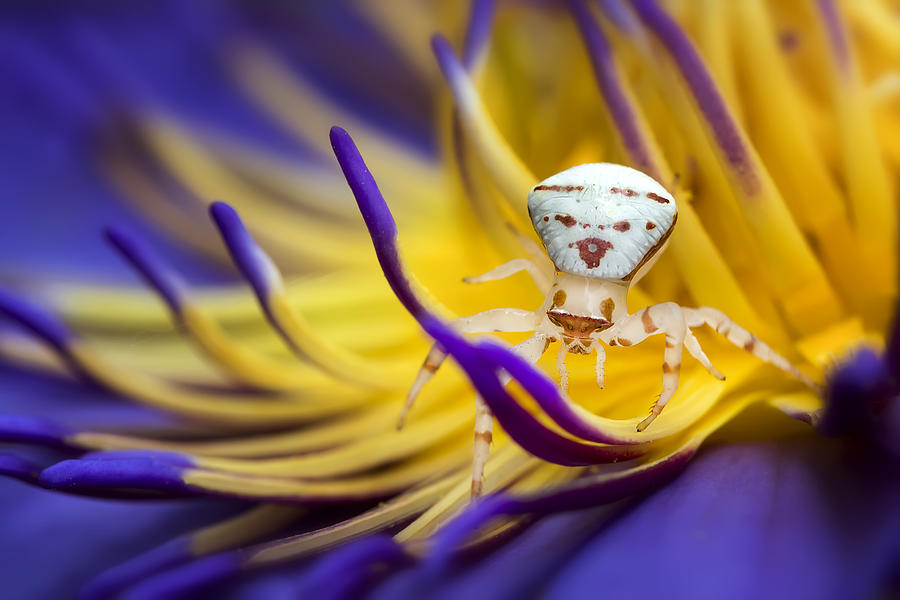 White Crab Spider Photograph by Fauzan Maududdin - Fine Art America