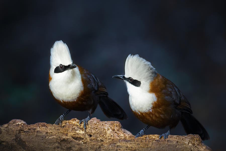 A White-crested laughingthrush with no tail & Top impressive videos about birds this week