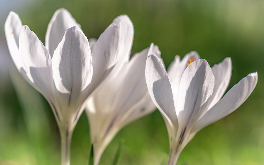White Crocus Photograph by Framing Places