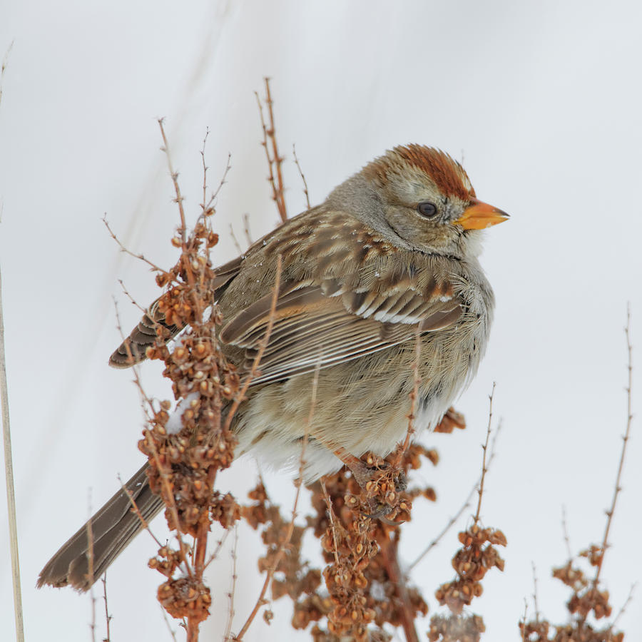 White-crown Sparrow In Snow Storm Photograph by David C Stephens