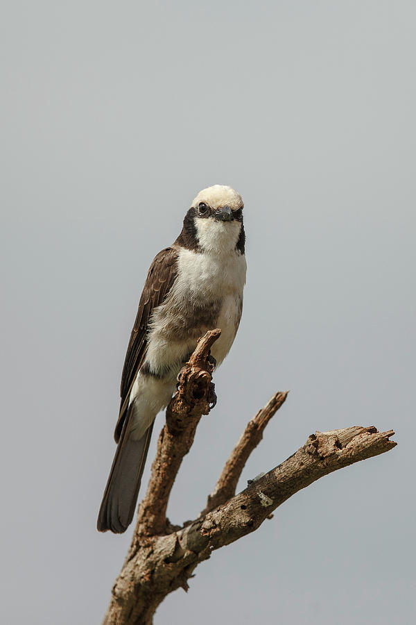 White Crowned Shrike, Eurocephalus Photograph by Sarah Darnell