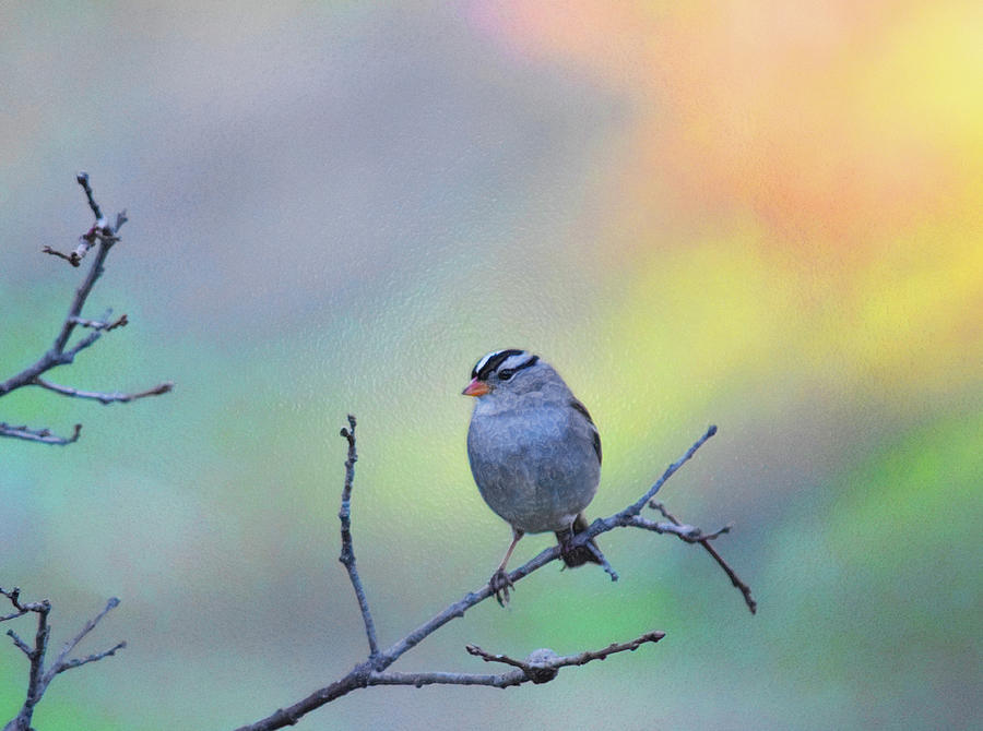 White-crowned Sparrow - Adult 4 Photograph by Alan C Wade