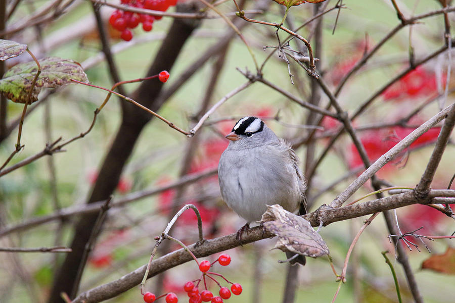 White Crowned Sparrow in Berries Photograph by Brook Burling