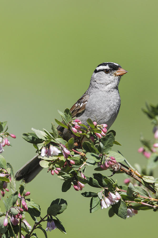 White-crowned Sparrow Photograph by James Zipp