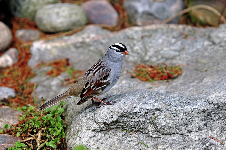 White Crowned Sparrow On The Rocks Photograph by Debbie Oppermann