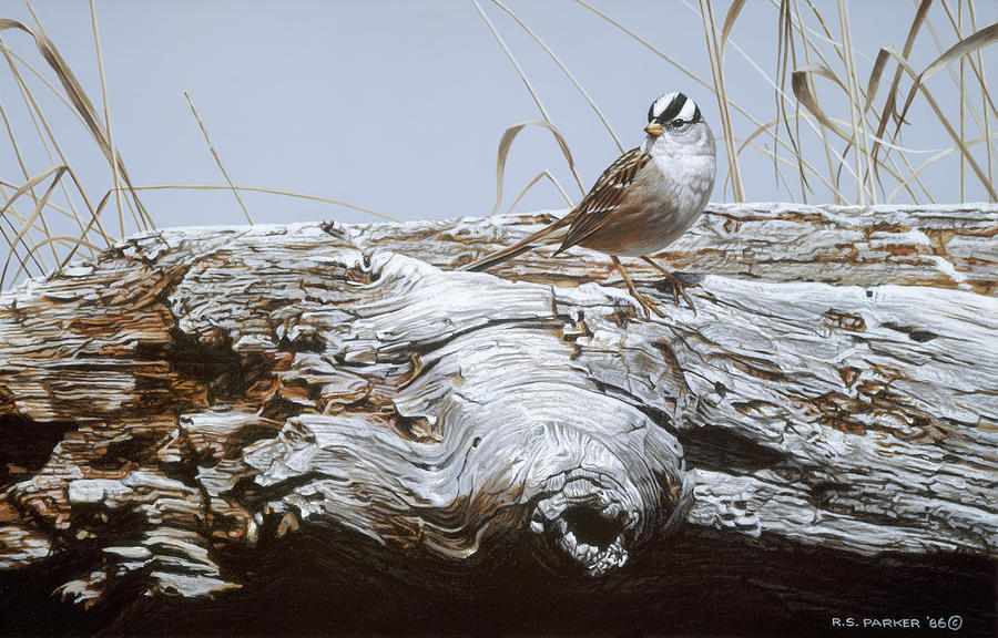 White Crowned Sparrow Painting by Ron Parker