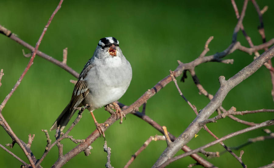 White-crowned Sparrow Singing by Ricky L Jones White-crowned Sparrow Singing by Ricky L Jones