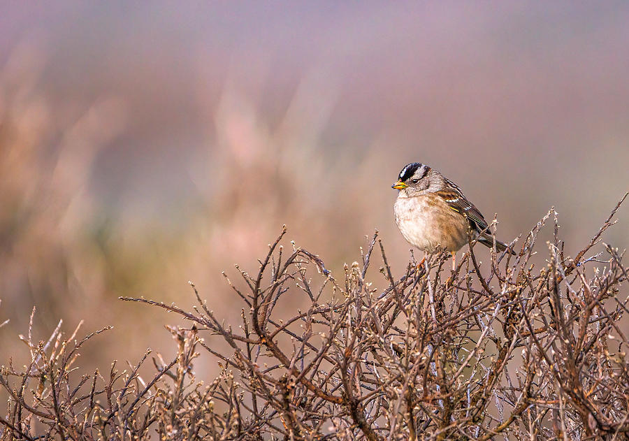 Point Reyes National Seashore Photograph - White-crowned Sparrow by Stephanie Becker