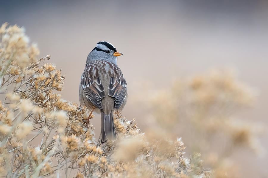 Sparrow Photograph - White-crownen Sparrow by Susanne Landolt