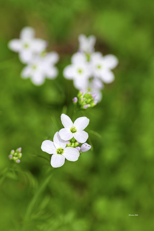 White Cuckoo Flowers Photograph by Christina Rollo