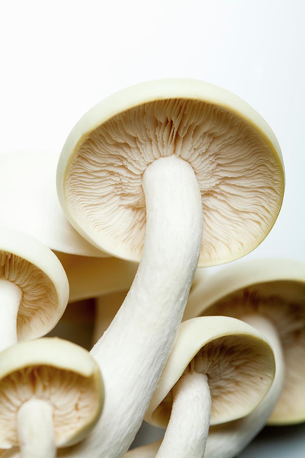 White Cultivated Mushrooms Photograph by Eising Studio