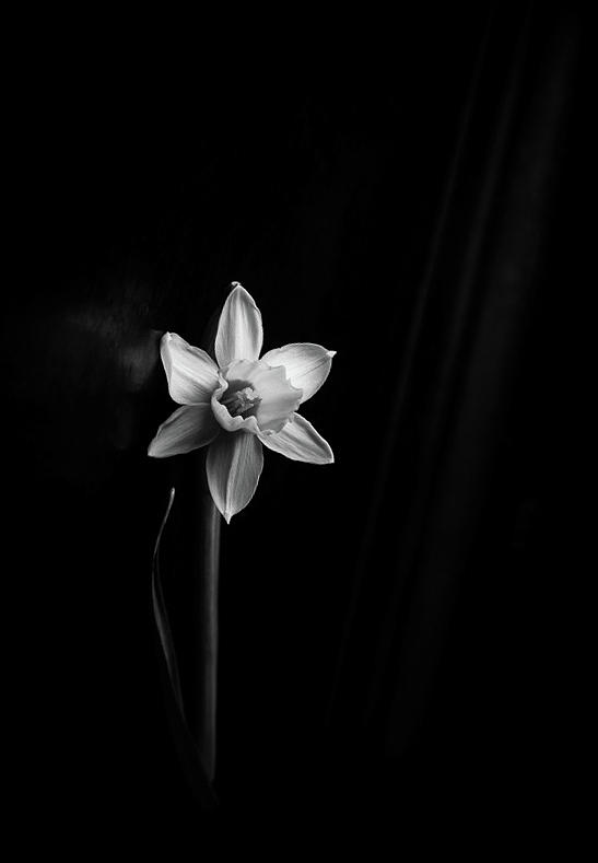 Monochrome daffodil flower by Edita Edith Anna Brus Monochrome daffodil flower by Edita Edith Anna Brus