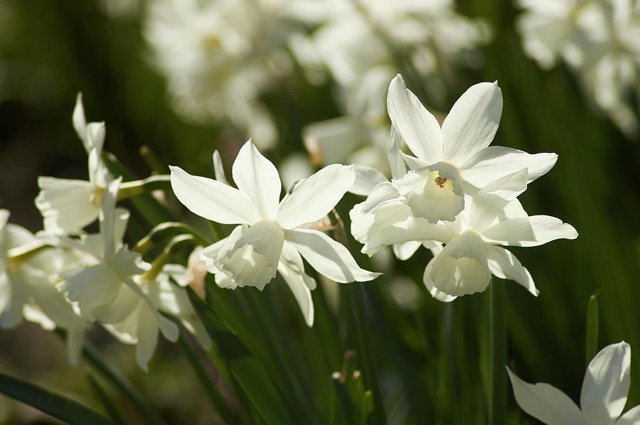 White Daffodils narcissus Poeticus In The Garden Photograph by Brigitte Wegner