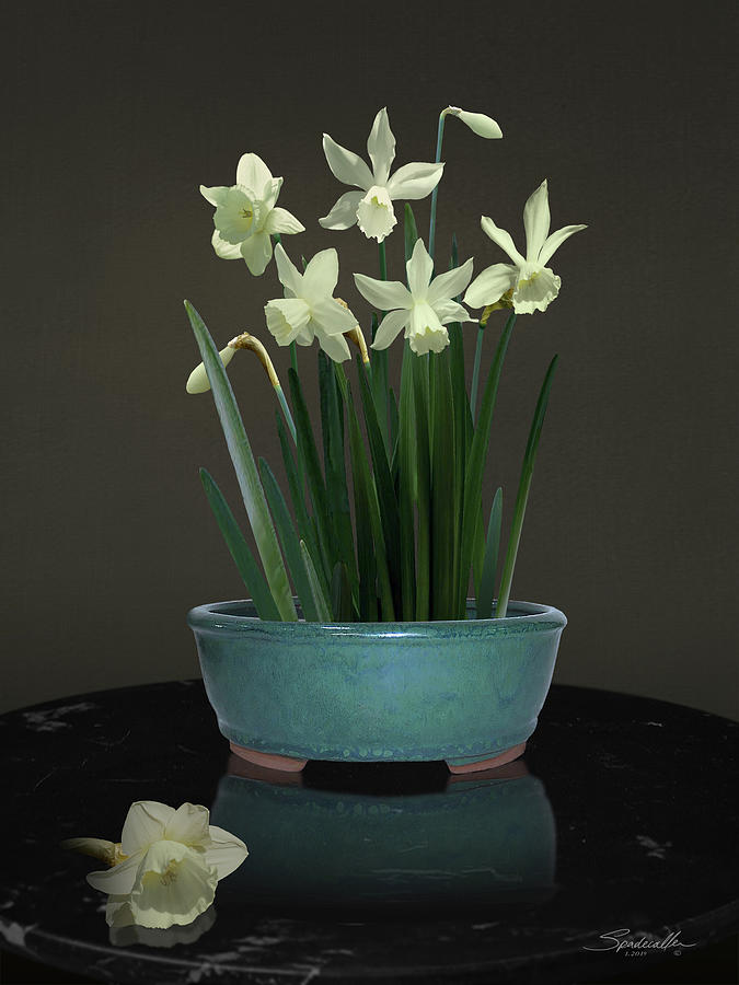 White Daffodils Digital Art by M Spadecaller