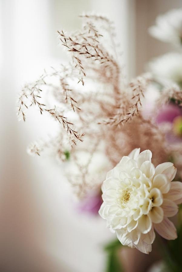 White Dahlia Against Blurred Background Photograph by 79berlin