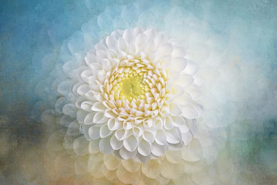 White Dahlia Cluster Digital Art by Terry Davis