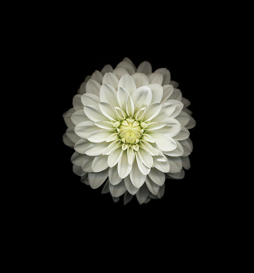 White Dahlia Dahlia Sp., Close-up Photograph by Mike Hill