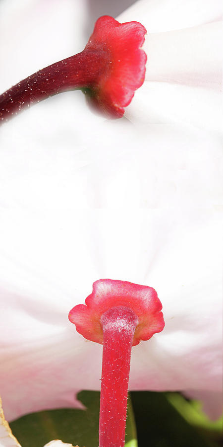 White Dahlia - Flowers - Purity Photograph by Marie Jamieson