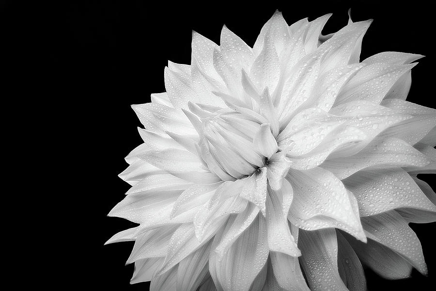 Black And White Photograph - White Dahlia by Judi Kubes