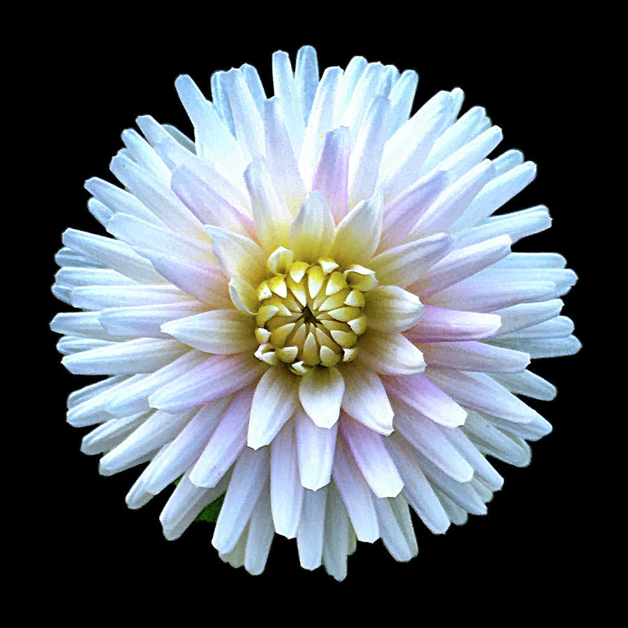 Flower Photograph - White Dahlia by Sandi Kroll