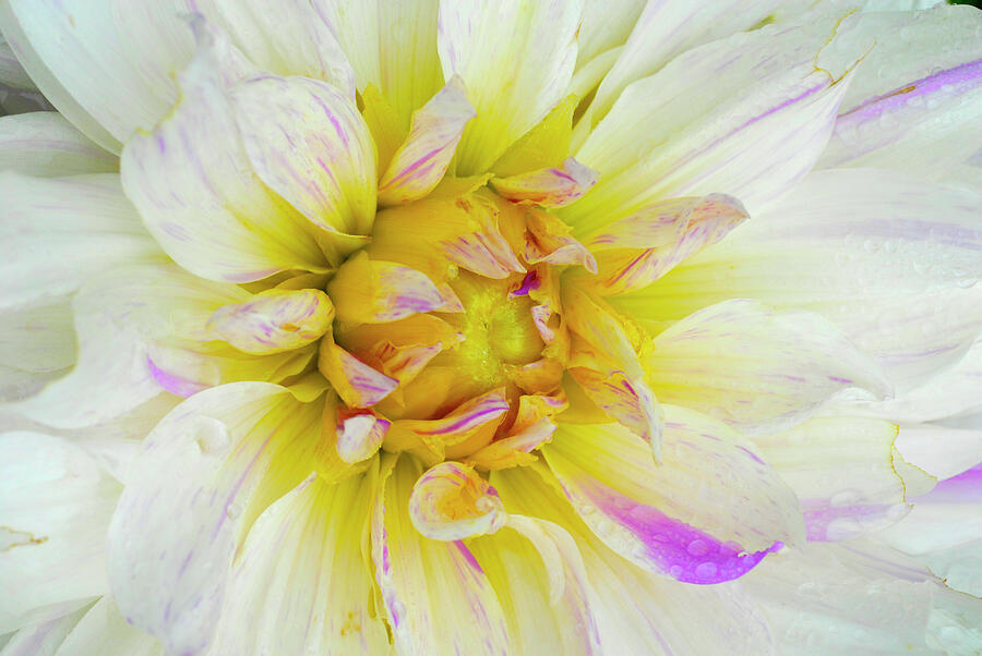 White Dahlia with Purple Streaks Photograph by Paul W Faust - Impressions of Light